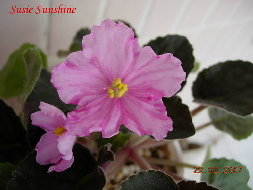 Susie Sunshine