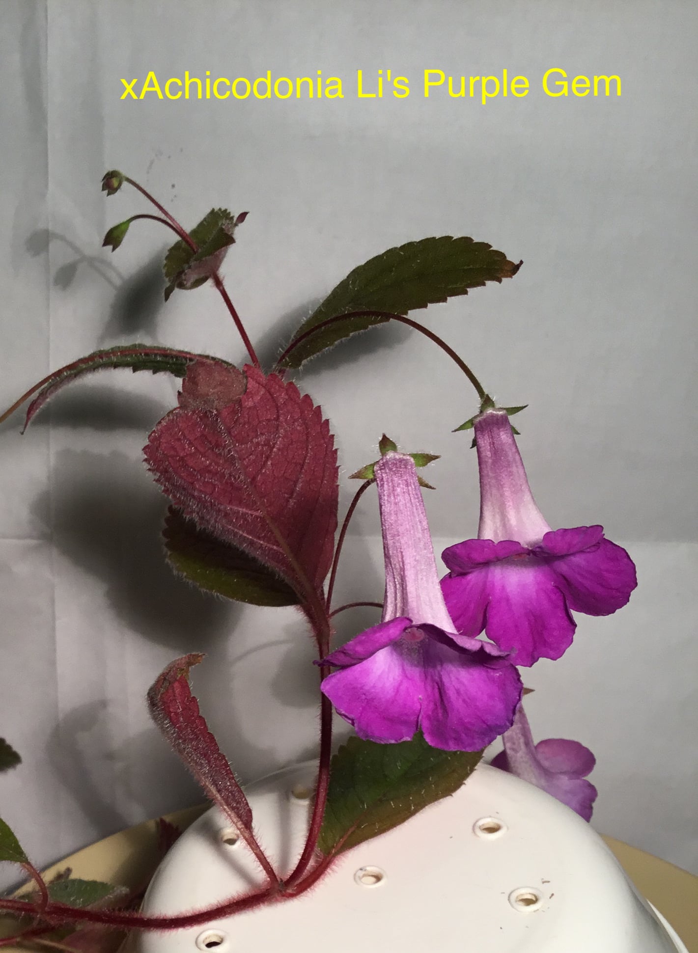 Kohleria "Lychee Temptation" 1 rhizome African Violet kin Gesneriad 